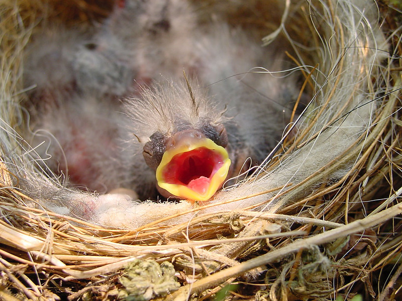 Picking up baby birds can do more harm than good | Oregon State University