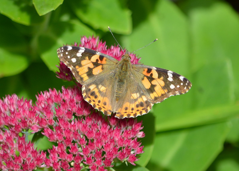 Painted lady butterflies need host and nectar plants