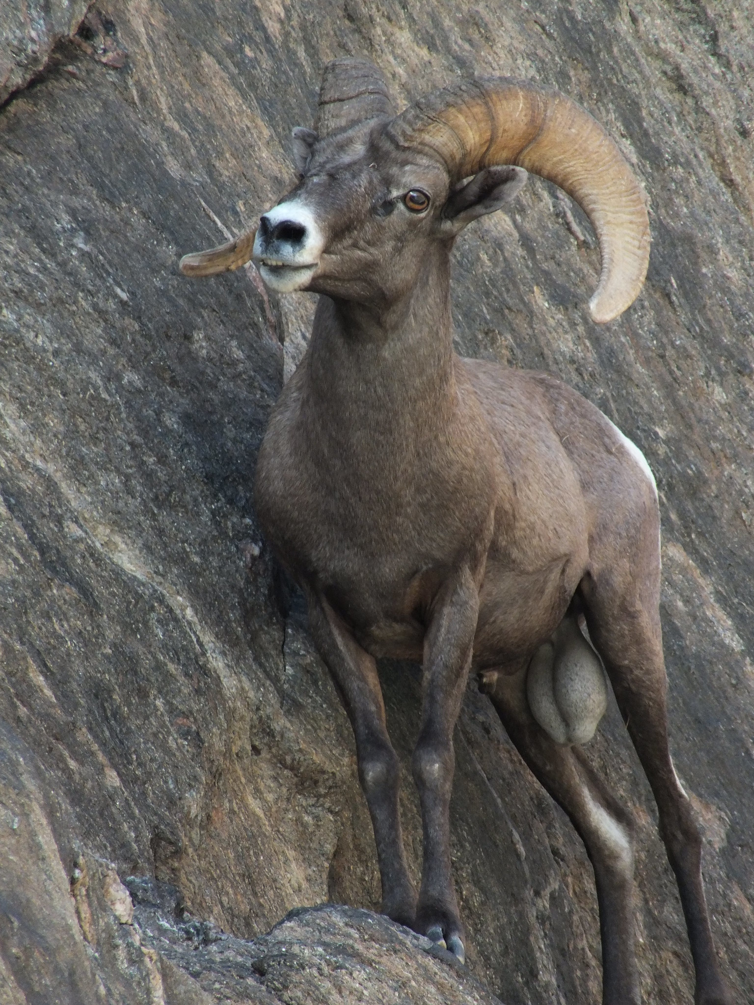 Native desert bighorn sheep in ecologically intact areas are less