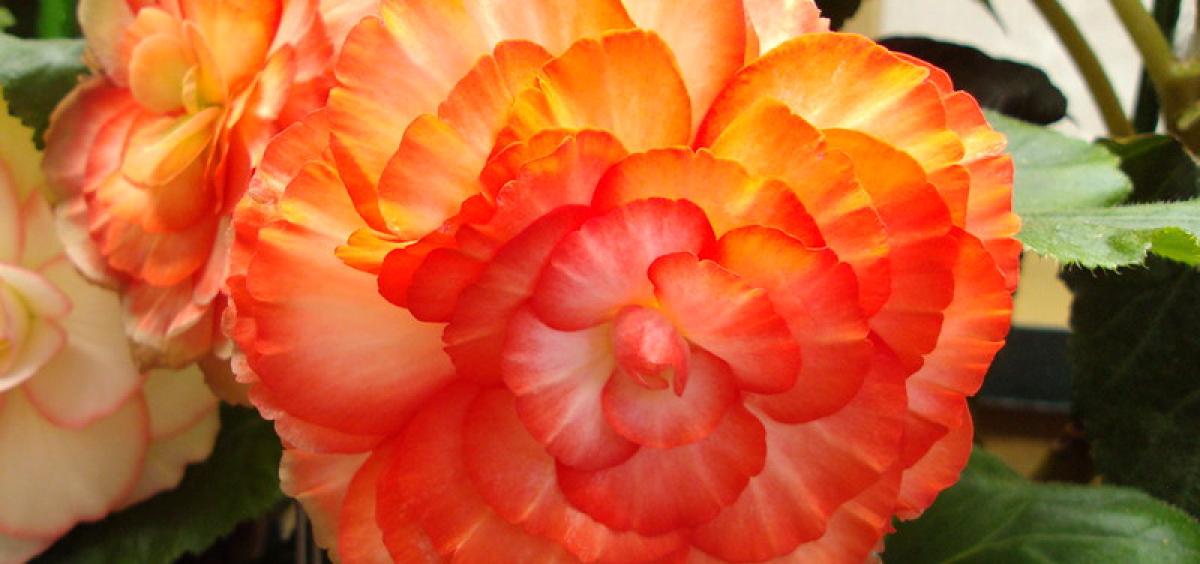 Tuberous begonias can be kept over winter for bloom next year. Photo from Flickr, denisbin.