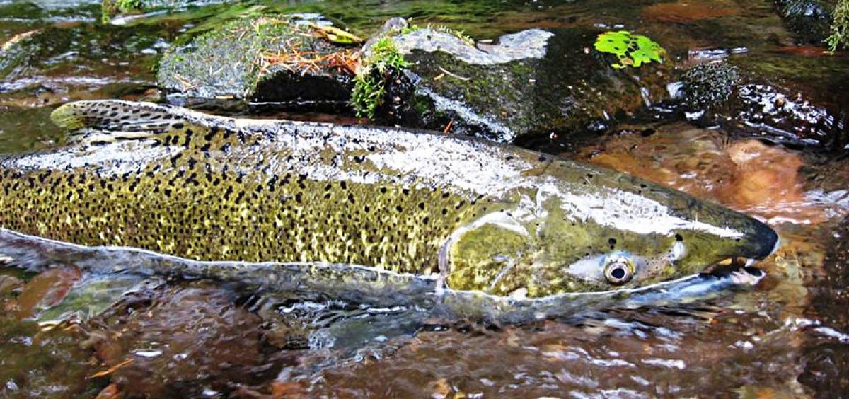 Chinook salmon in the river
