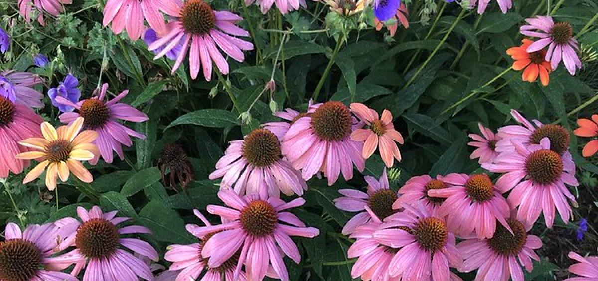 Coneflowers are long-day plants.