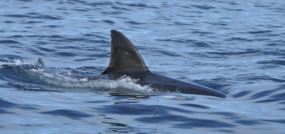image of the back and dorsal fin of a white shark in blue gray ocean water 