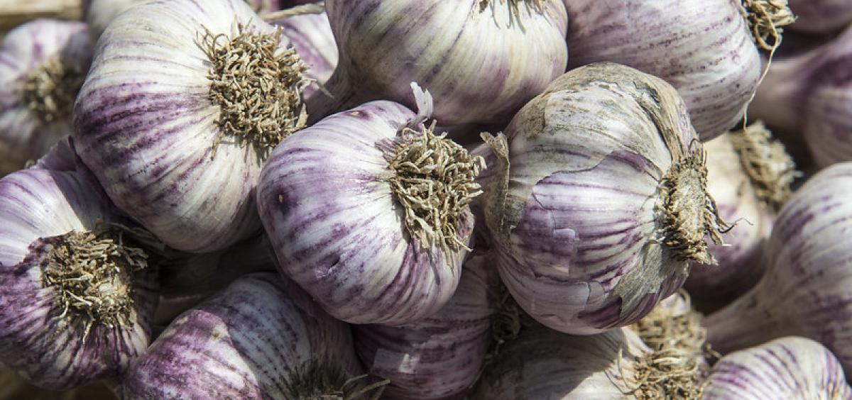 It's time to plant garlic. Photo by Lynn Ketchum.