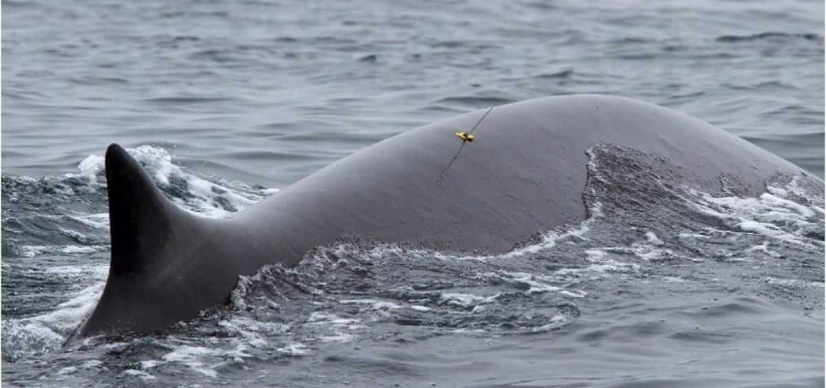 A fin whale is shown with a small yellow tag and antenna on its back. 