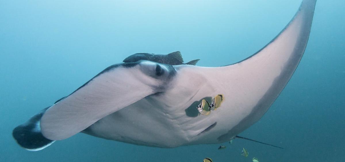 Photo of an oceanic manta ray with small yellow fish nearby. 