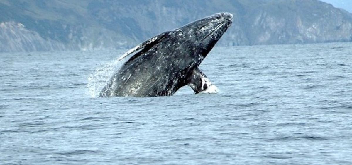 image of a gray whale breaching.