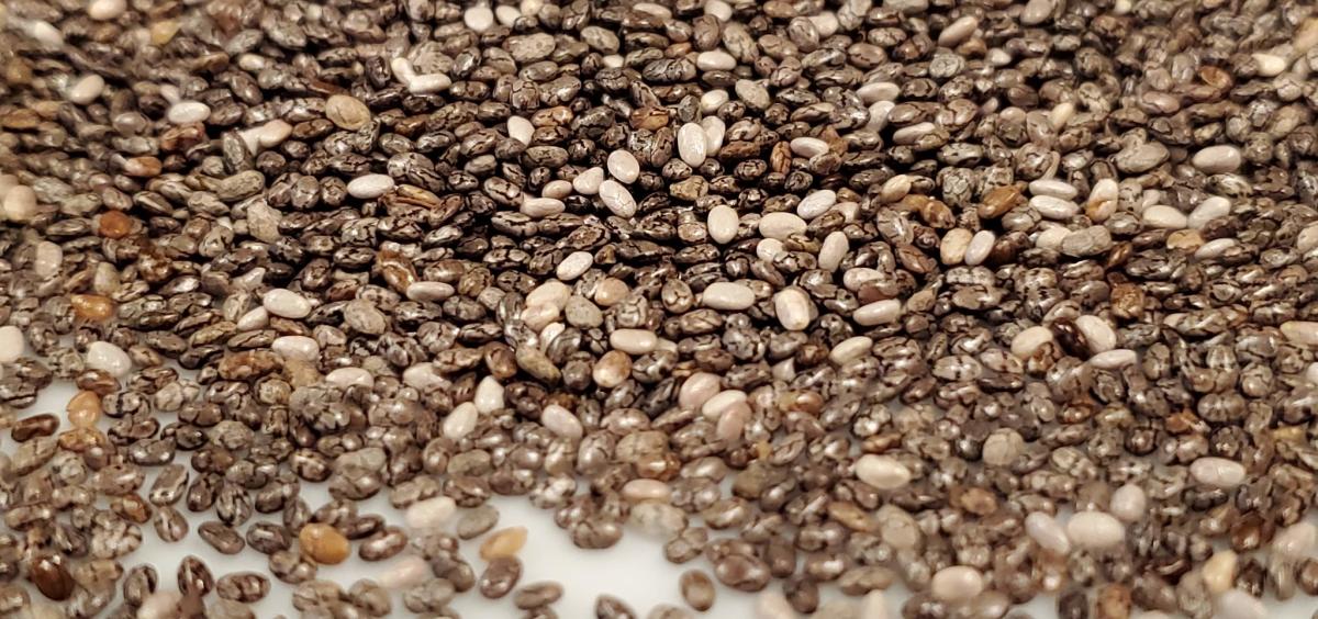 New study eyes nutrition-rich chia seed for potential to improve