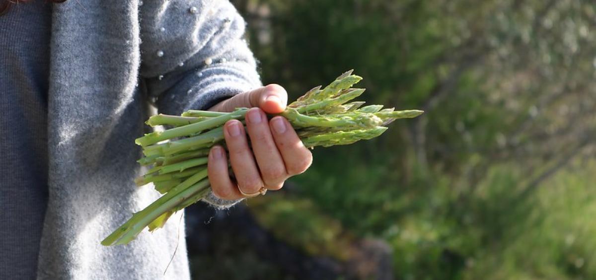 Asparagus will produce for decades if treated right,