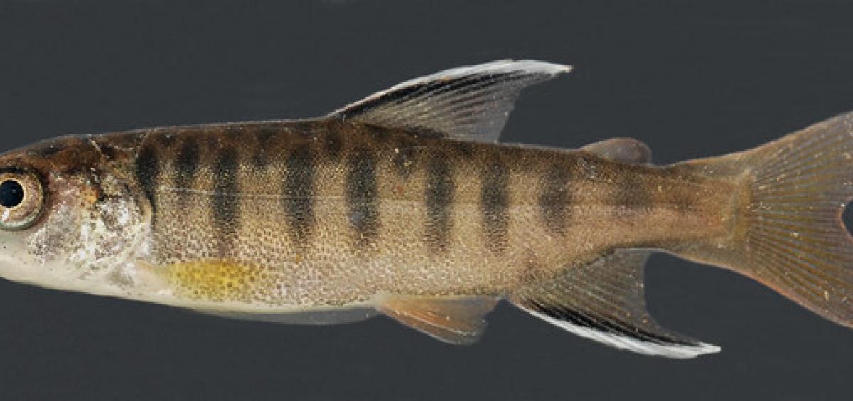 Juvenile coho salmon