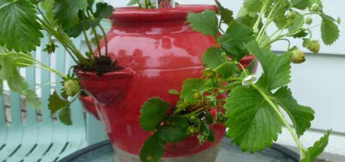 Pot with strawberries