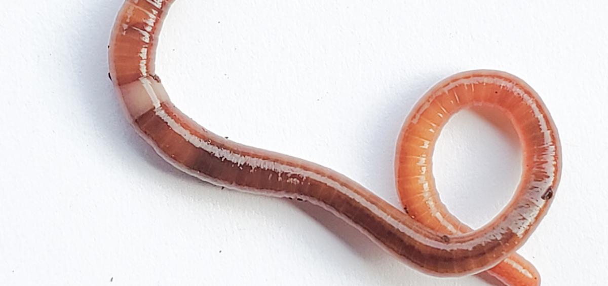 Invasive jumping worms leap into Oregon