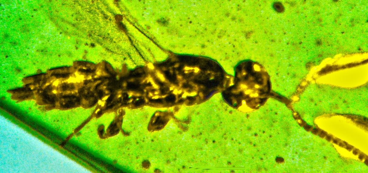 Fossil researchers have discovered a novel genus and species of tiny wasp with a mysterious, bulbous structure at the end of each antenna. Photo provided by George Poinar Jr.