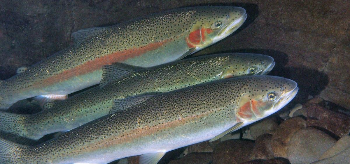 For repeat-spawning steelhead, more than once is worth the risks