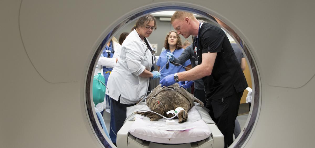 Image shows a view through the perfectly round opening of a CT scanning machine, with a gray harbor seal lying on the table on the other side while veterinarians in scrubs lean over her.