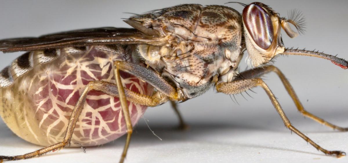 Global eradication of 'fly of death' not ethically justified, Oregon State  researchers conclude