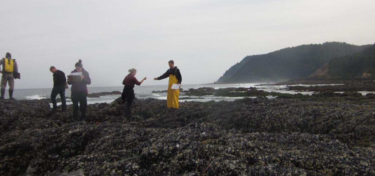 Oregon rocky intertidal zone