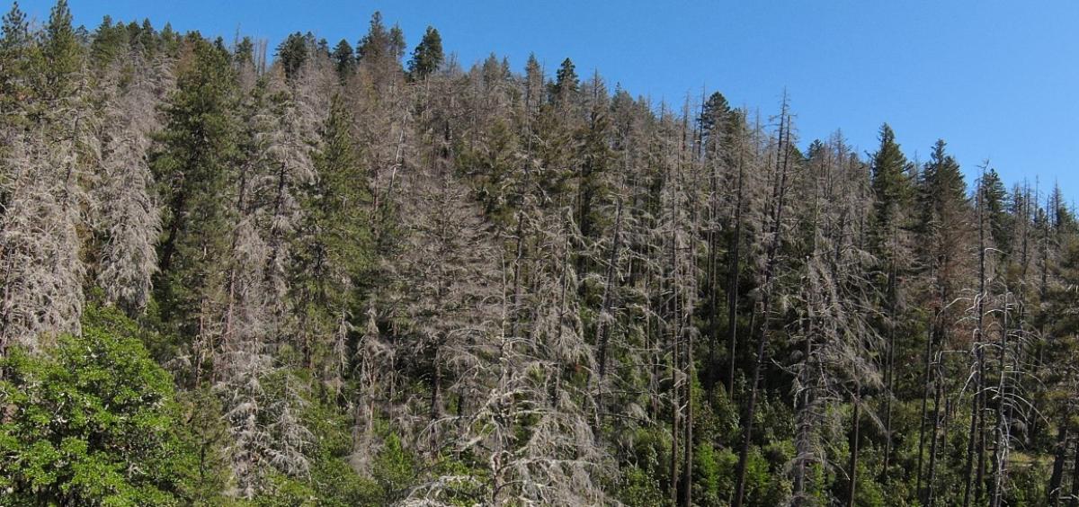 Dead Douglas fir, photo by Bill Schaupp, U.S. Forest Service