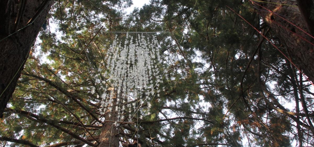 Image looks up at Emeritus sculpture in progress from the ground: A sparkling cluster of resin cones dangles high up in the canopy between three sequoia trees.