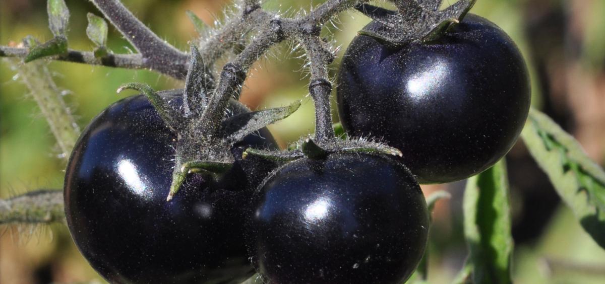  Indigo Rose tomatoes were developed by Jim Myers, a vegetable breeder at Oregon State University.