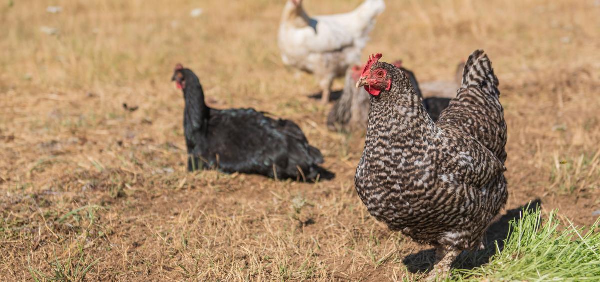 A flock of free-range laying hens.