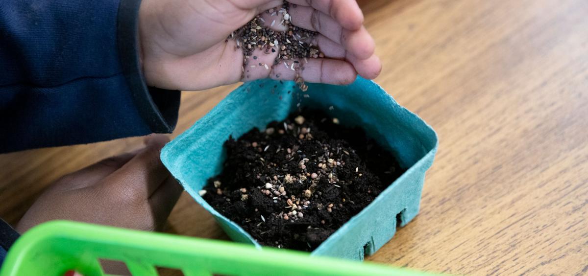A student learns how to plant and grow microgreens in 2023 at Woodlawn K-5 School in Portland. The students used seeds from Food Hero Grow This! classroom seed-starting kits. 