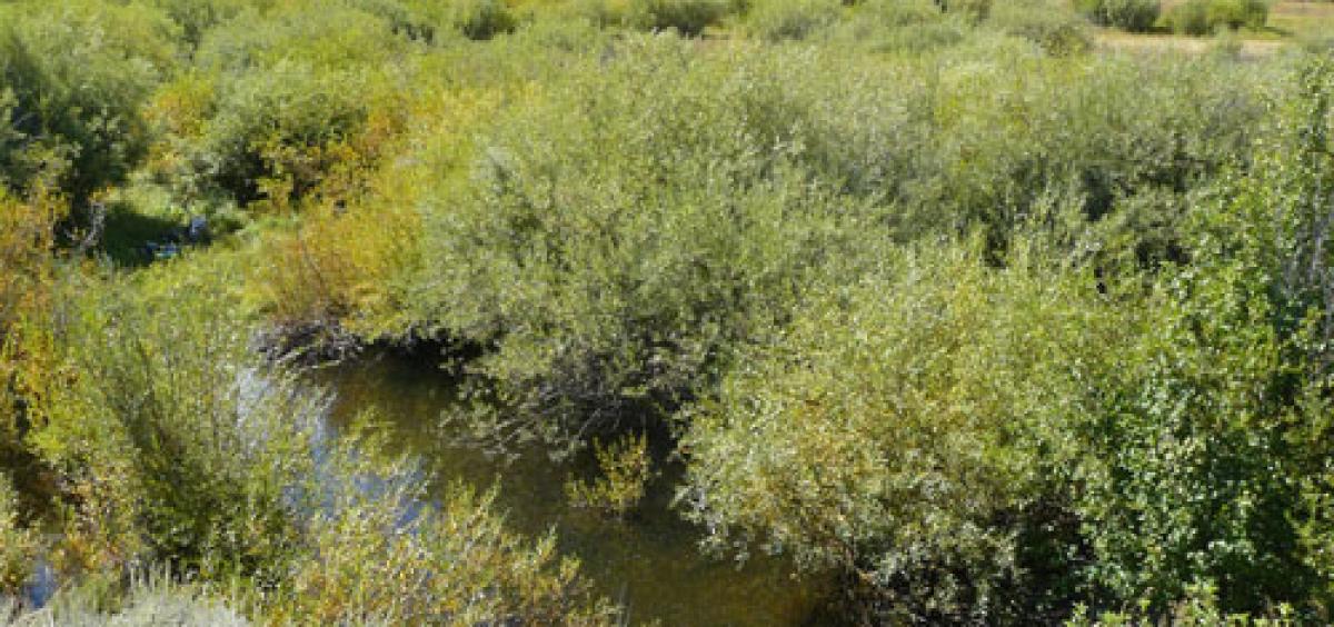 Tall willow thickets on West Blacktail Creek demonstrate the remarkable change that has occurred in some places in northern Yellowstone National Park