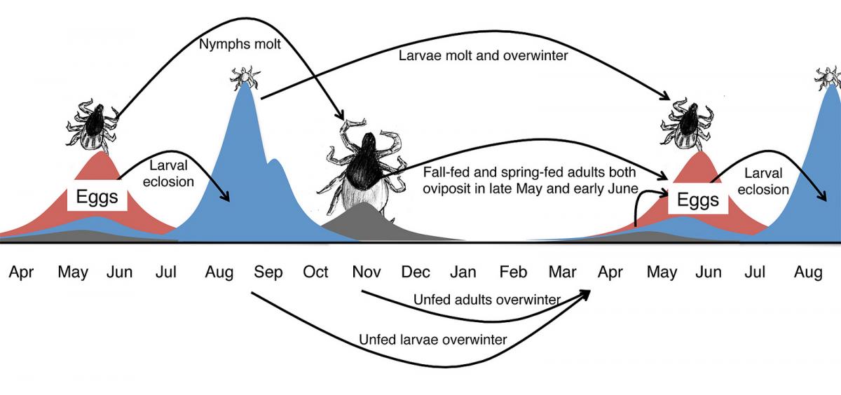 Climate change may affect tick life cycles, Lyme disease