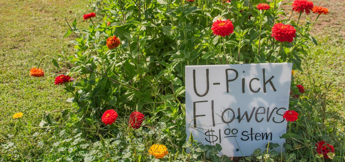 U-Pick flowers at a Willamette Valley farm. In agritourism, producers combine farming with aspects of tourism. 