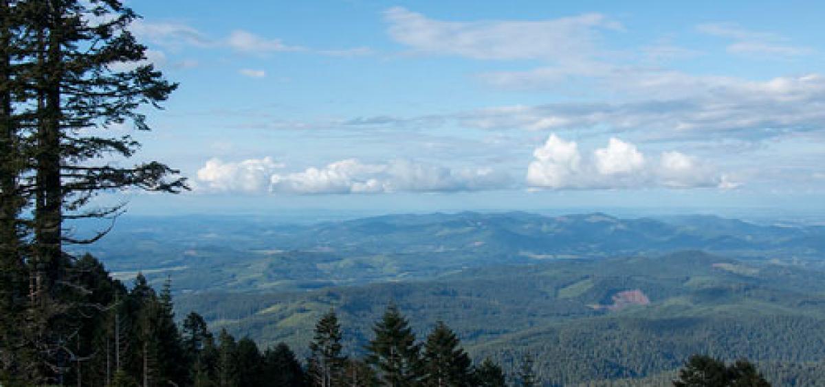 View of conifer forest from the top of Mary’s Peak, the highest point on Oregon’s Coast Range