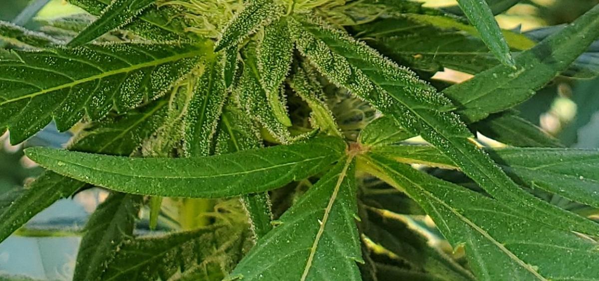 Close-up image of vibrant green marijuana plant.