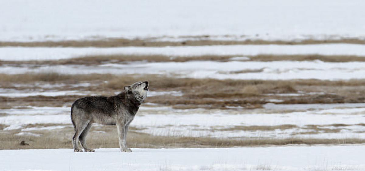 alpha male wolf in Yellowstone National Park