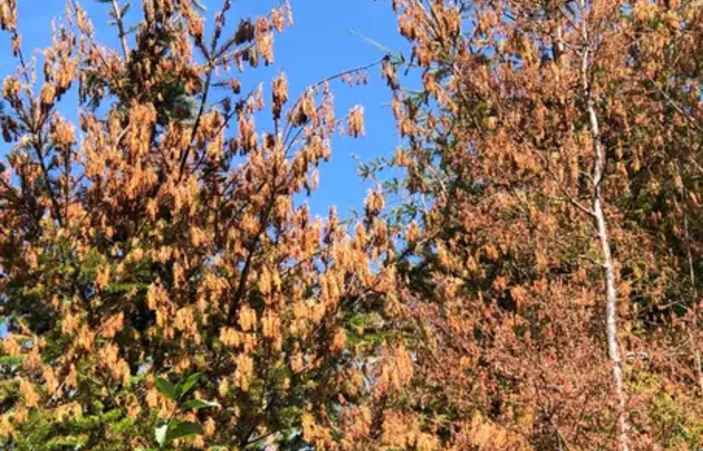 Heat-damaged tree canopy