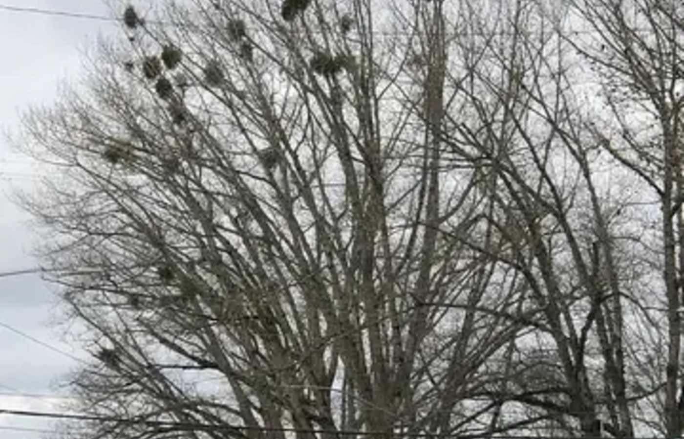 Oak tree with mistletoe clusters