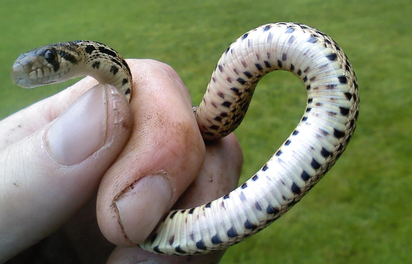 Baby gopher snake being held