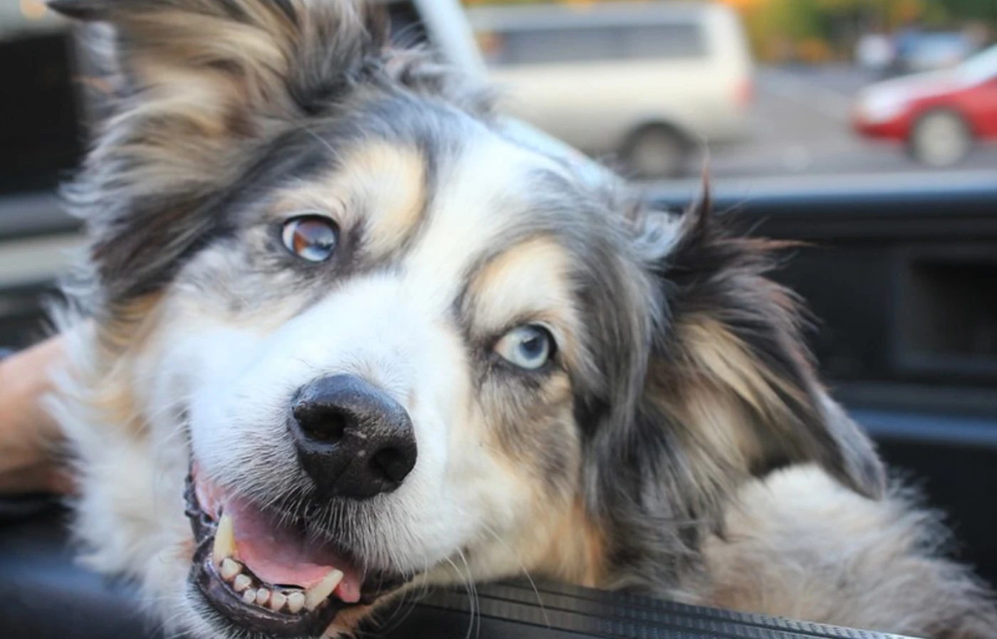 Australian shepherd