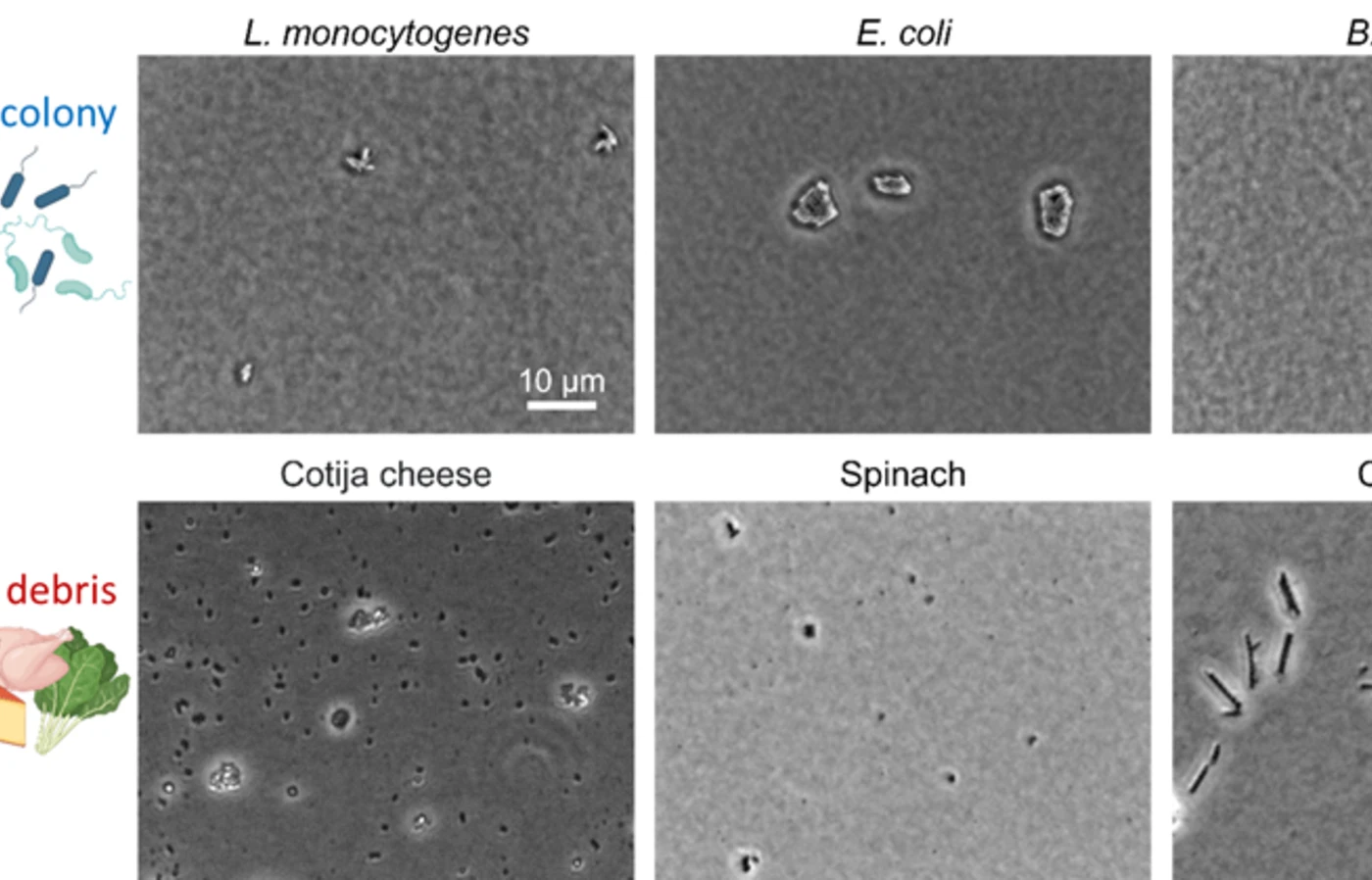 Black and white images comparing microscopic bacteria to microscopic food particles.