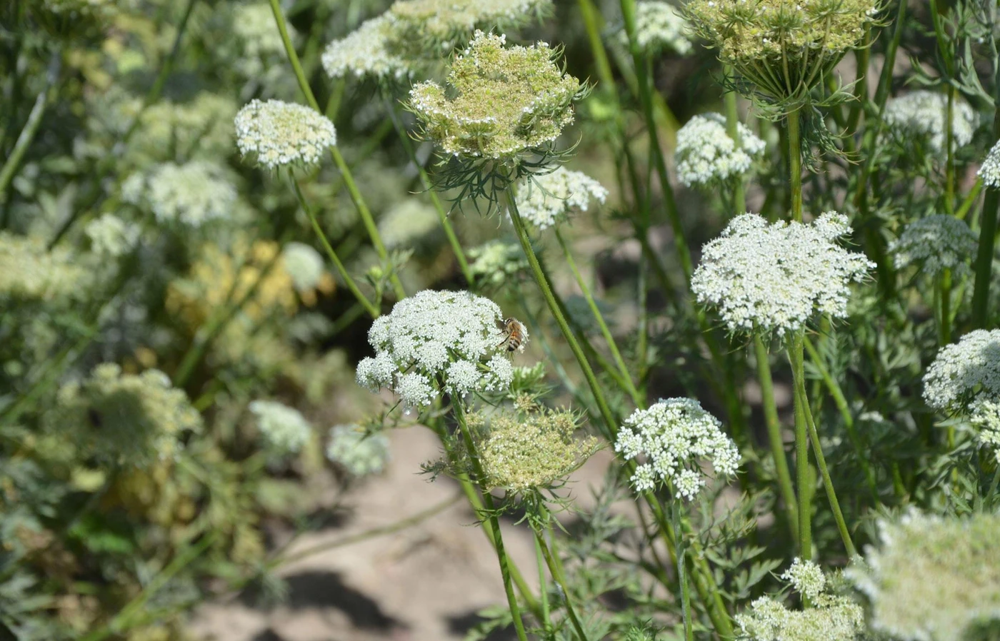 carrot blossoms
