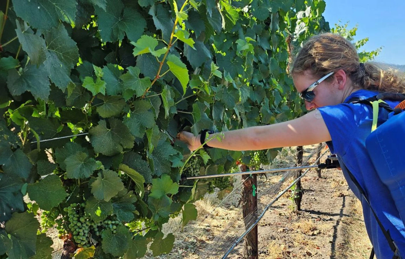 Person applying spray to grapevines