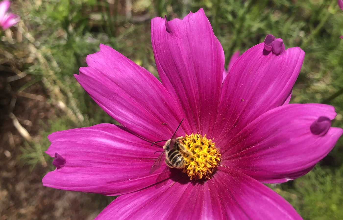A bee pollinating a bright pink cosmos flower.