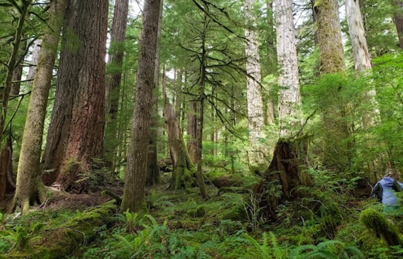 Trees