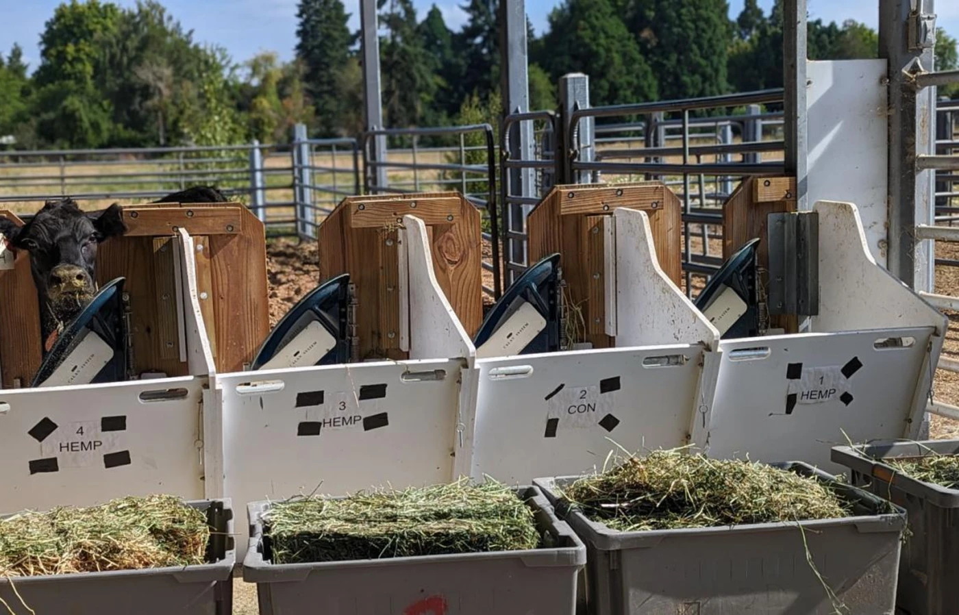 Cattle feeders