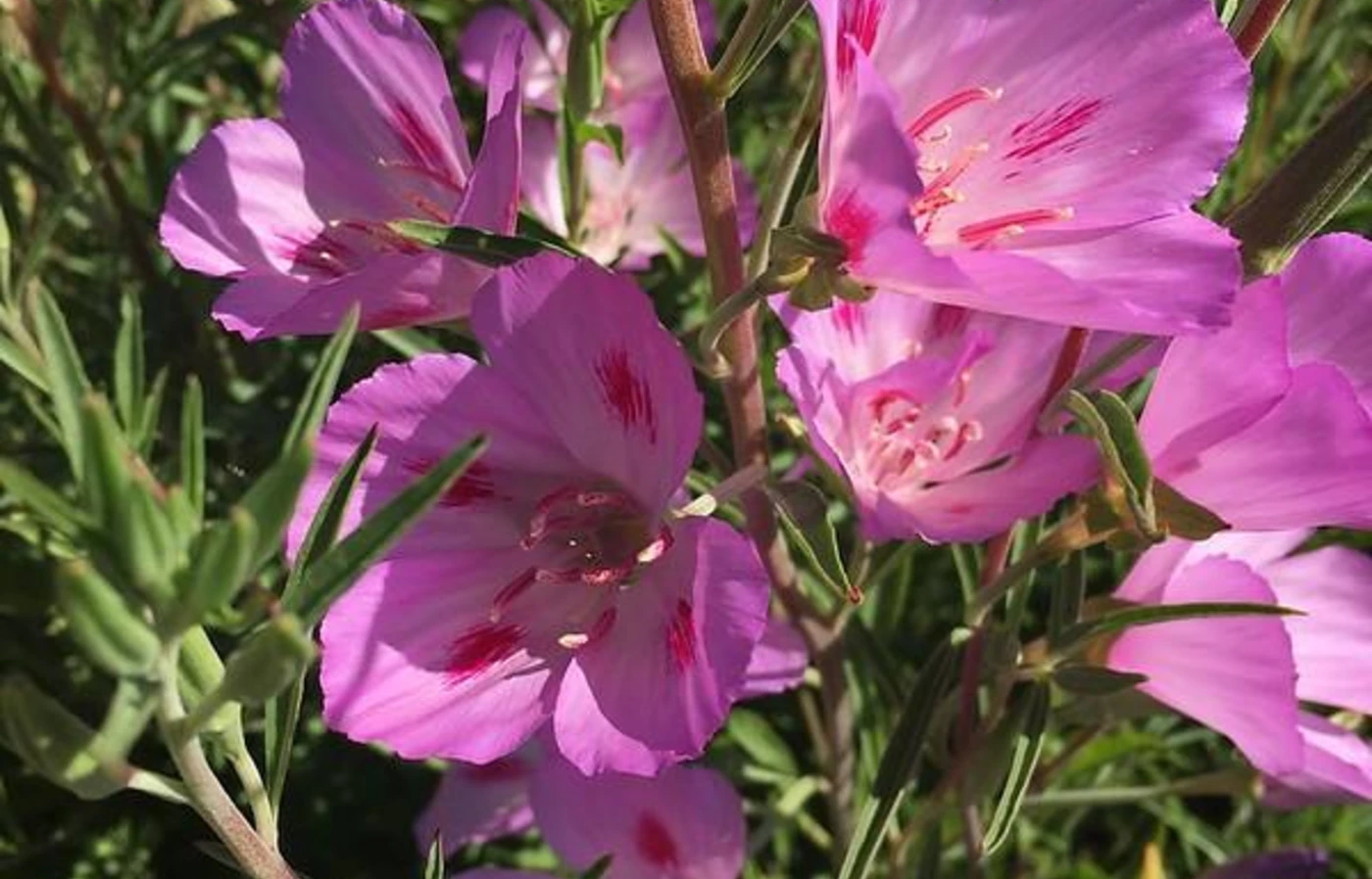 pink flower
