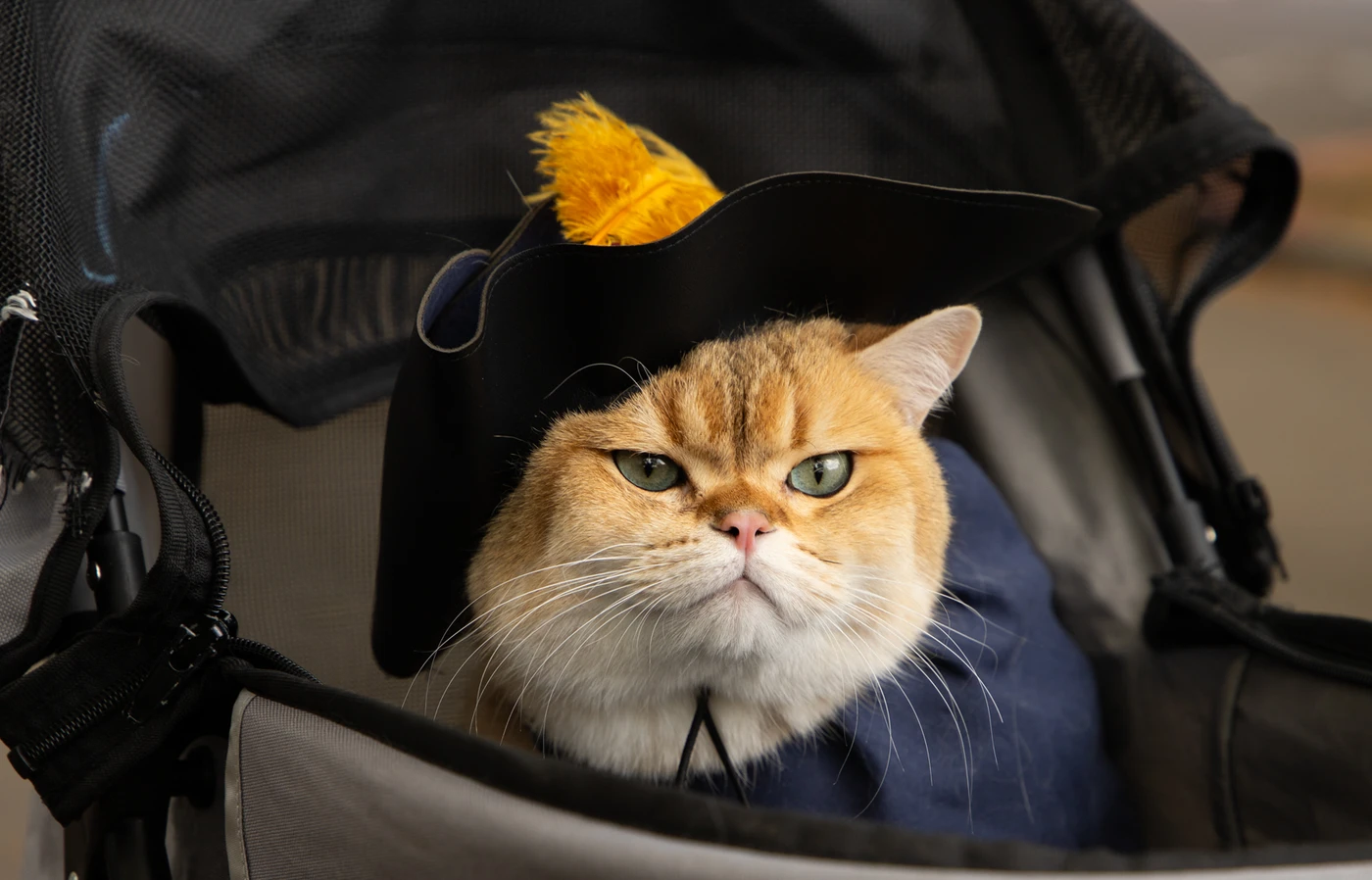 A very expressive orange-and-white cat wears a hat befitting Shakespeare and looks darn good in it.