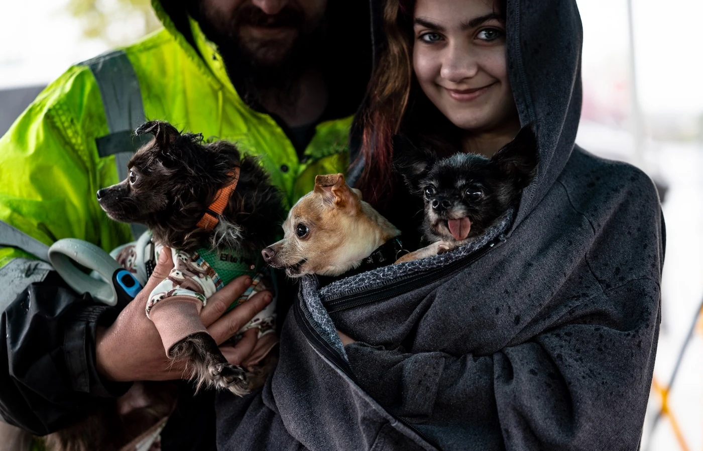 Person holding elderly chihuahuas