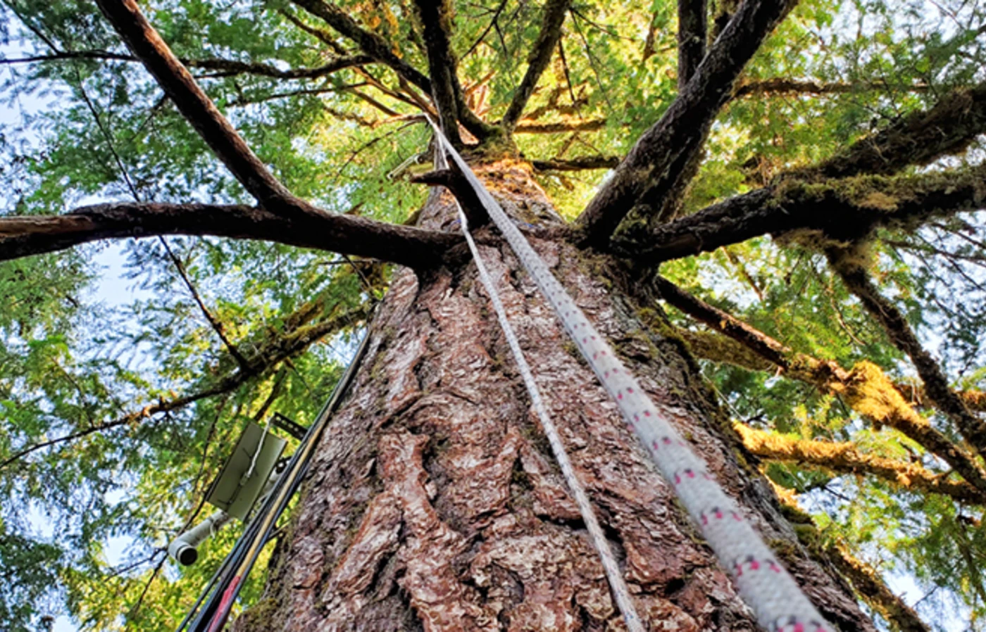 Looking up at the trunk and canopy of a massive old-growth Douglas fir called the Discovery Tree.