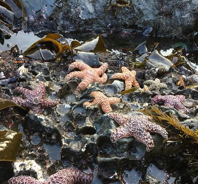 sea stars on shore