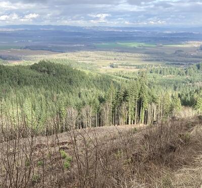 Forestland