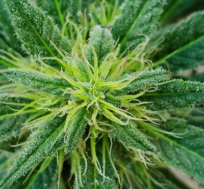Cannabis plant