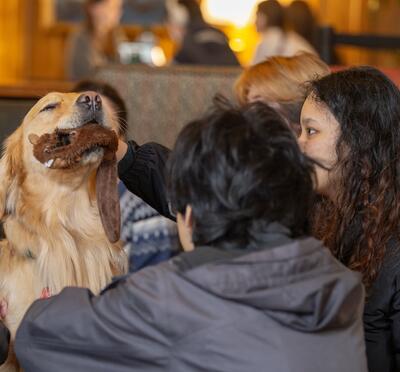 A very good golden retriever with a stuffed toy in its mouth being petted by a few students.